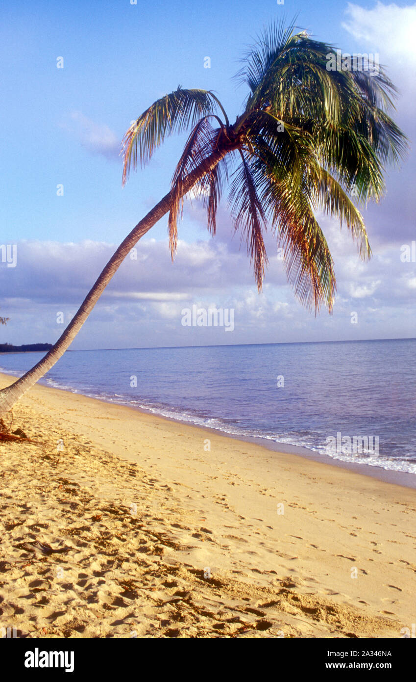 PALM TREE AND BEACH SCENE, CAIRNS, QLD, AUSTRALIA Stock Photo