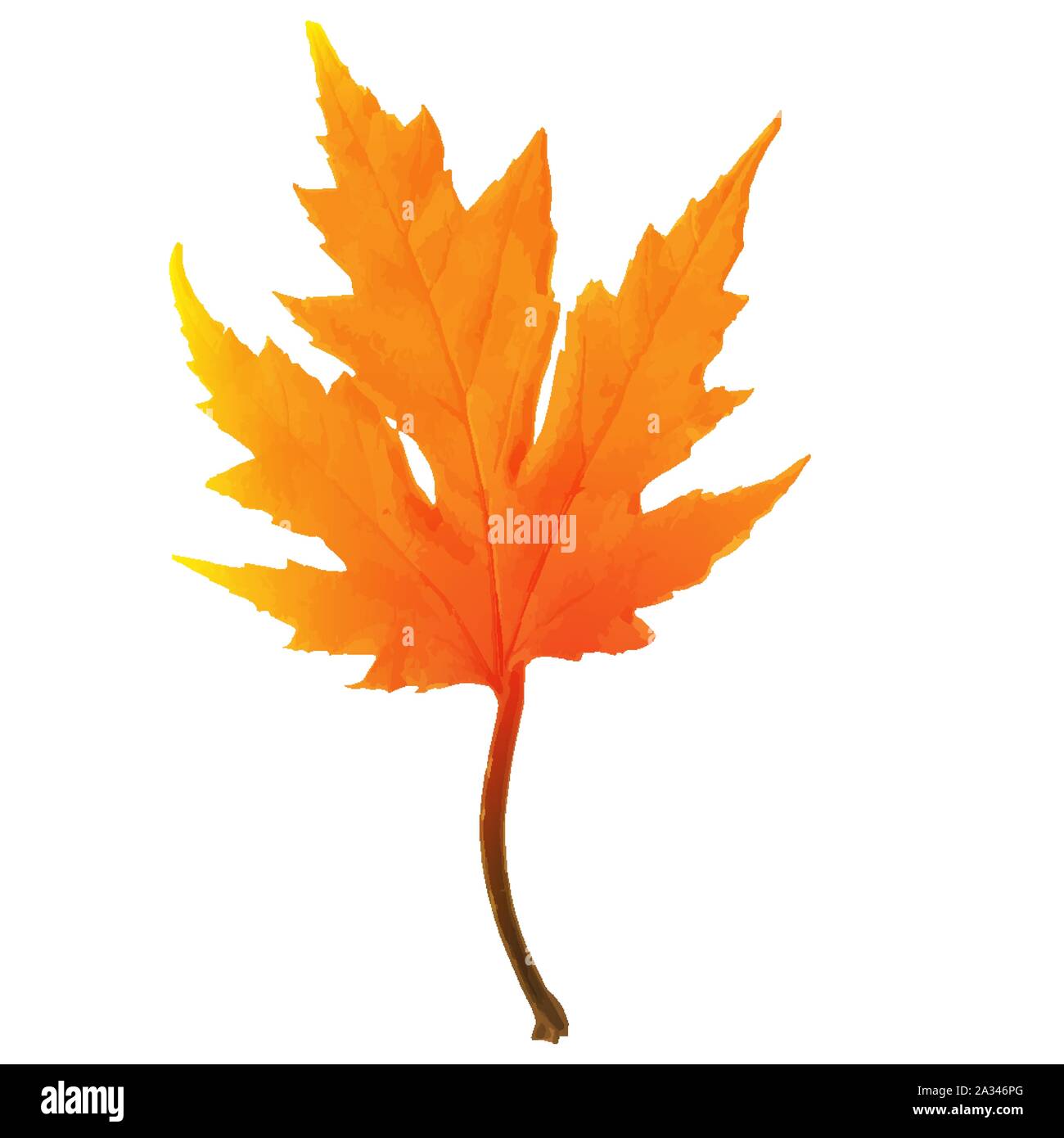 Autumn maple leaf Stock Vector Images - Alamy