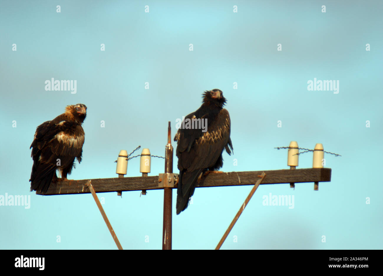 Two wedgetailed eagles sitting on a power pole. The Wedgetailed eagle