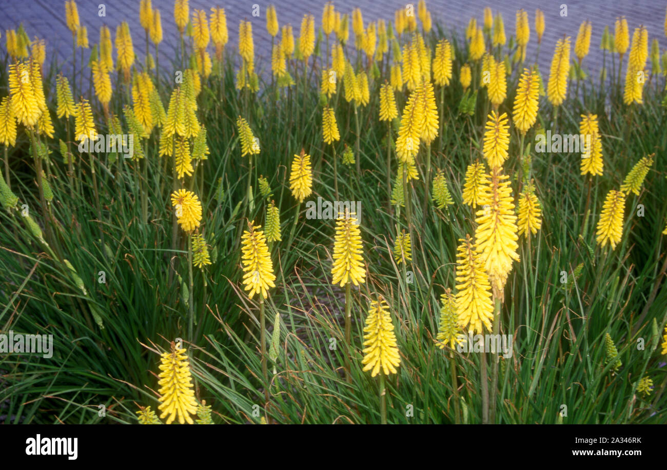 YELLOW POKERS (KNIPHOFIA) ARE DROUGHT TOLERANT AND GROW IN LARGE CLUMPS. Stock Photo