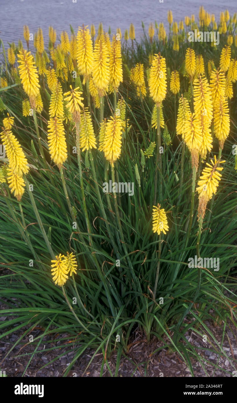 YELLOW POKERS (KNIPHOFIA) ARE DROUGHT TOLERANT AND GROW IN LARGE CLUMPS. Stock Photo