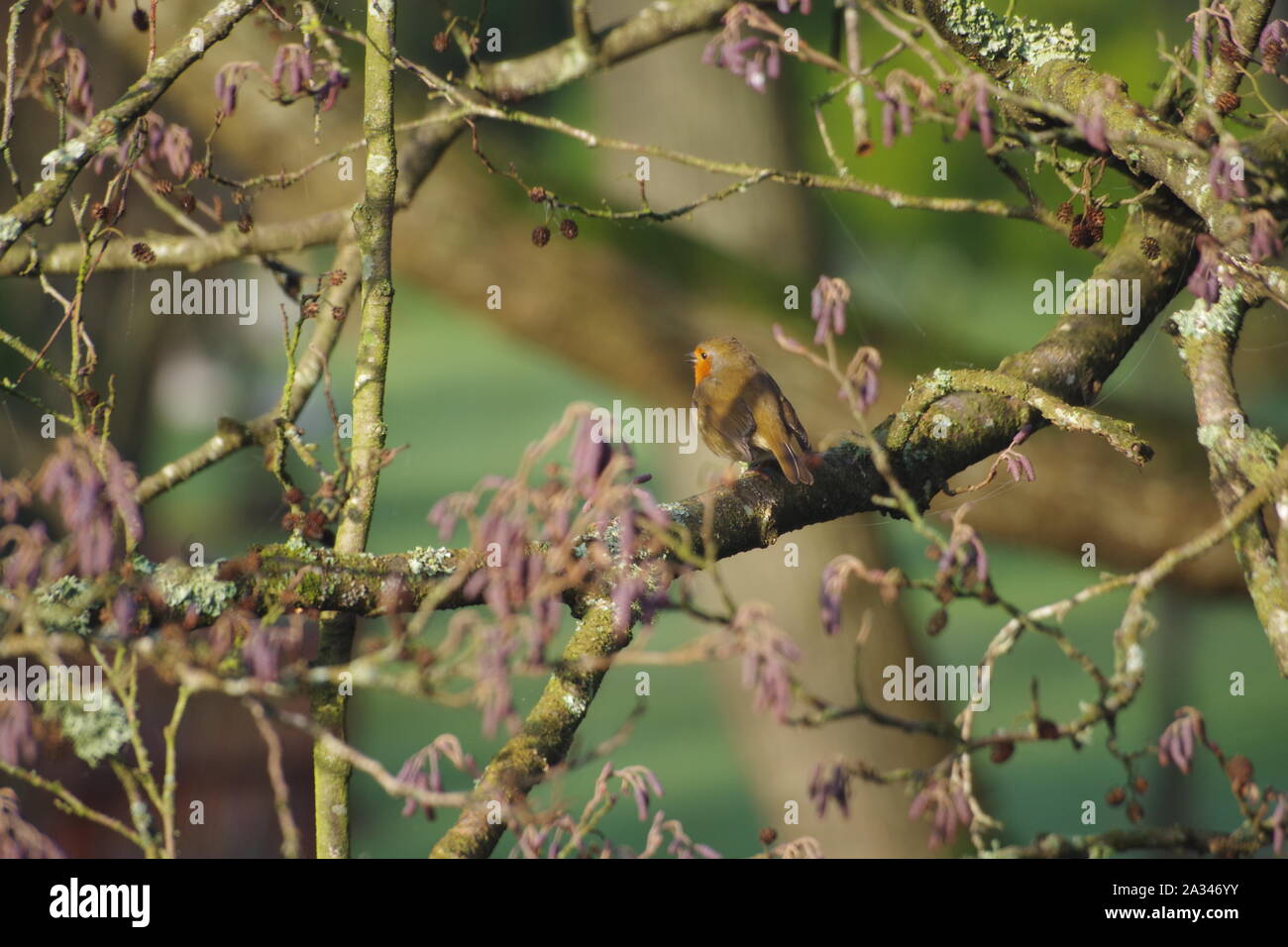 Robin (Erithacus rubecula) Perched on an Alder Tree Branch. Exeter, Devon, UK. Stock Photo