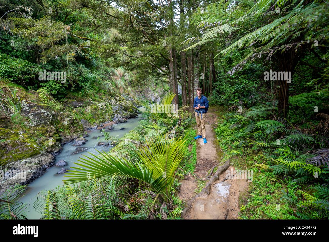 Hiker on their way to Piroa Waterfall, Maungaturoto, Northland, North Island, New Zealand Stock