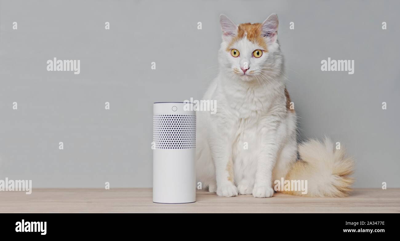 Cute tabby cat sitting beside a voice controlled smart speaker. Panoramic image with copy space. Stock Photo