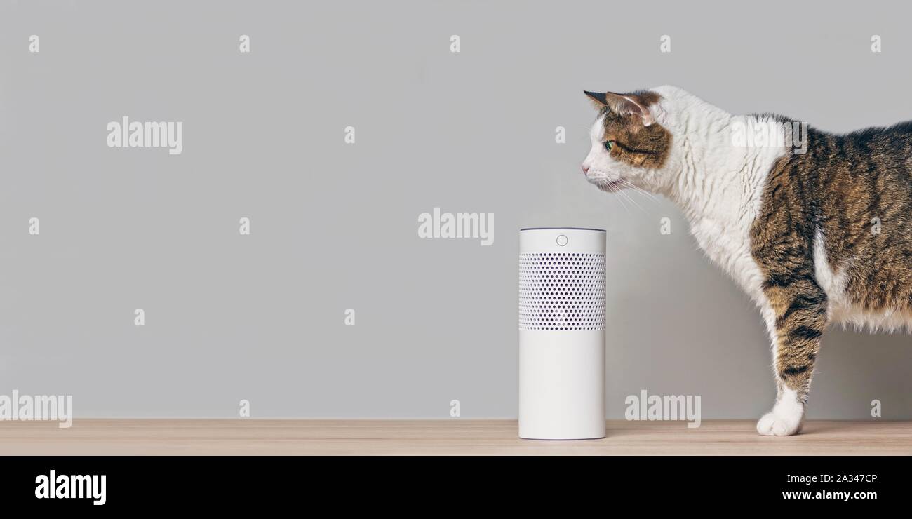 Cute tabby cat looking curious to a voice controlled smart speaker. Panoramic image with copy space. Stock Photo