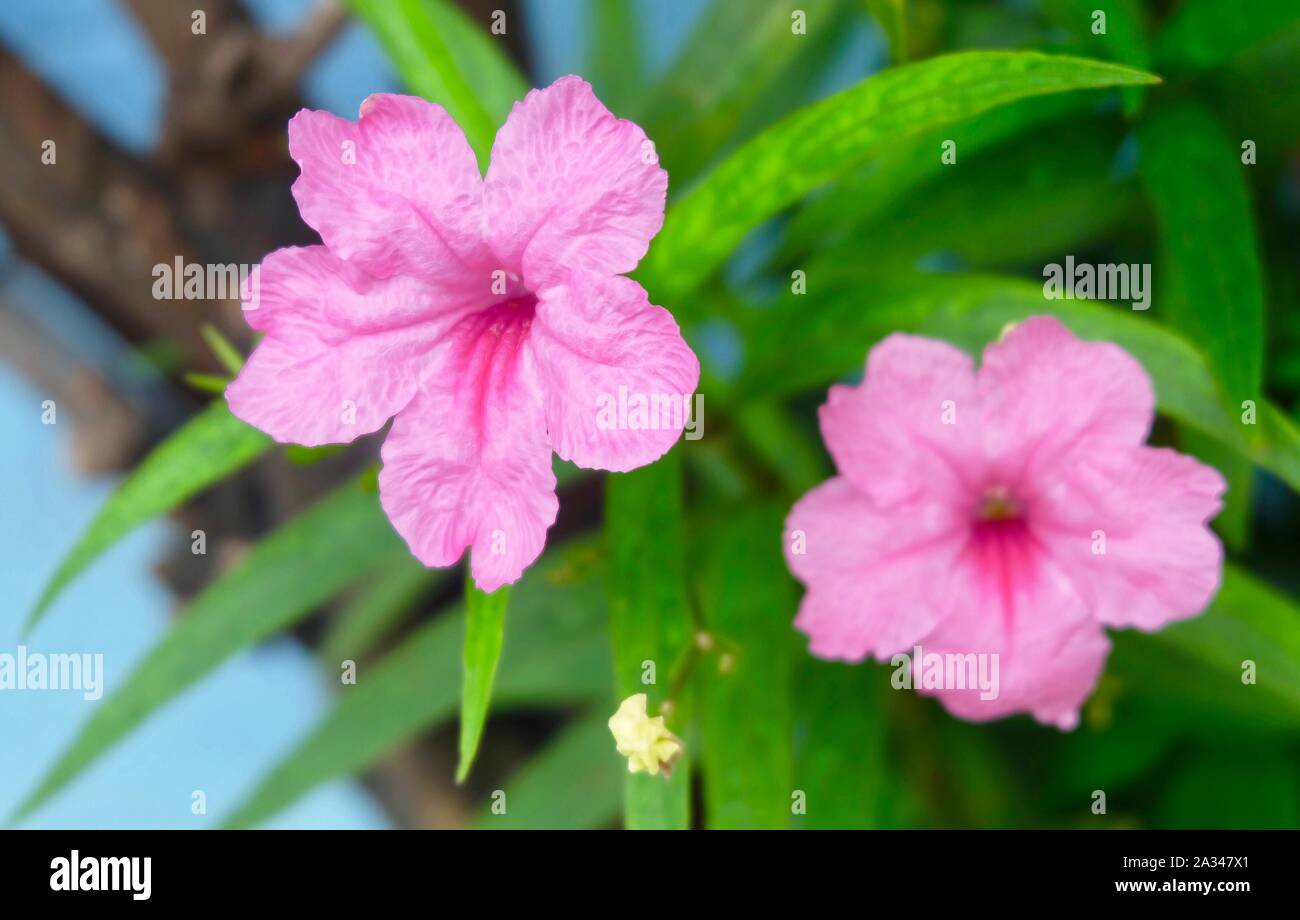 Flower and Plant, Close Up of Pink Ruellia Simplex, Mexican Bluebell or Britton's Wild Petunia Flowers Blooming in A Garden. Stock Photo