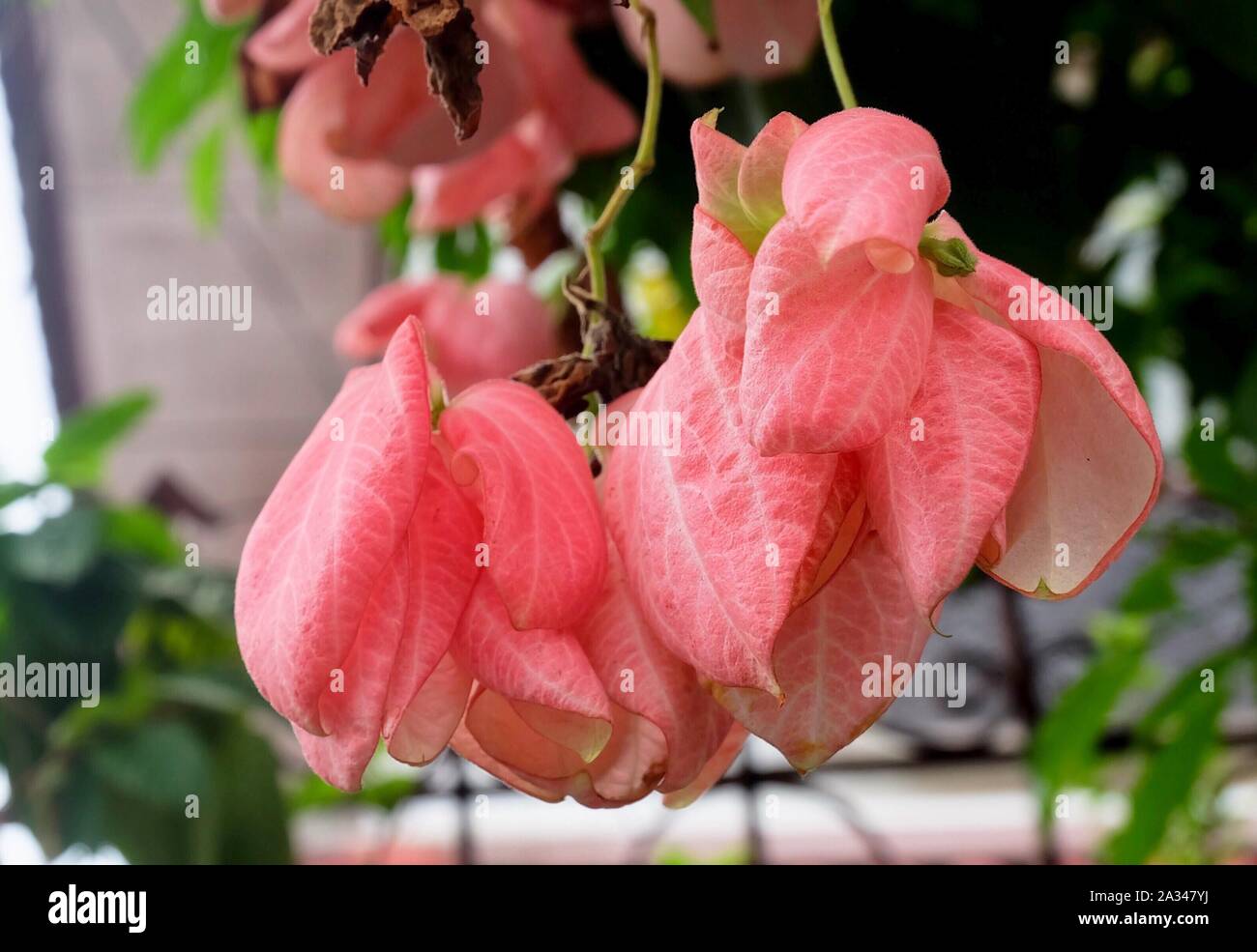 Bunch of Fresh Old Rose Mussaenda Philippica or Donna Queen Sirikit Flowers on Green Tree. Stock Photo