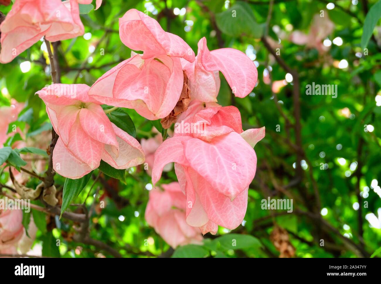Bunch of Fresh Old Rose Mussaenda Philippica or Donna Queen Sirikit Flowers on Green Tree. Stock Photo