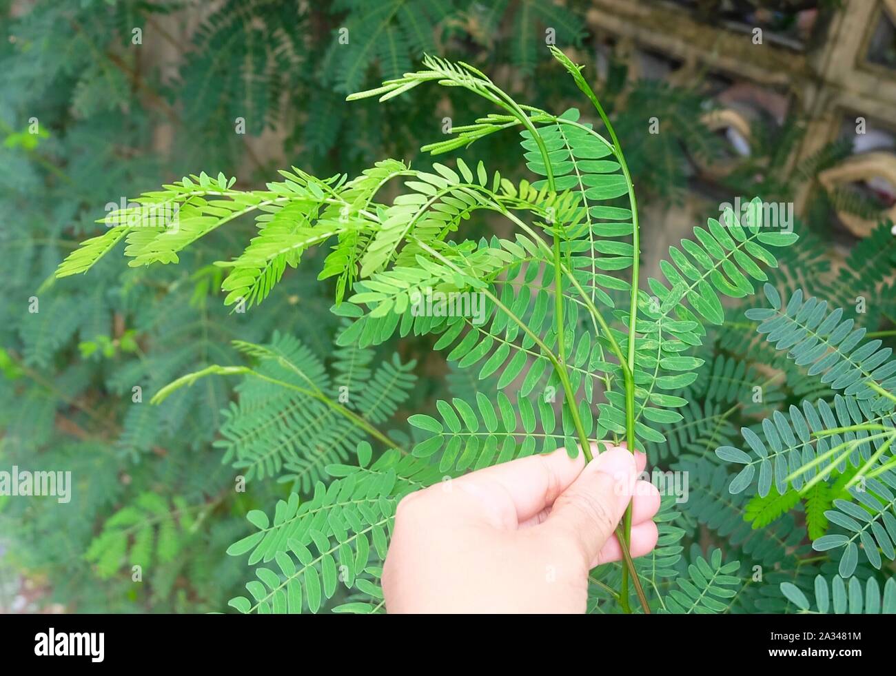 Wild Tamarind High Resolution Stock Photography And Images Alamy Wild Tamarind High Resolution Stock Photography And Images Alamy