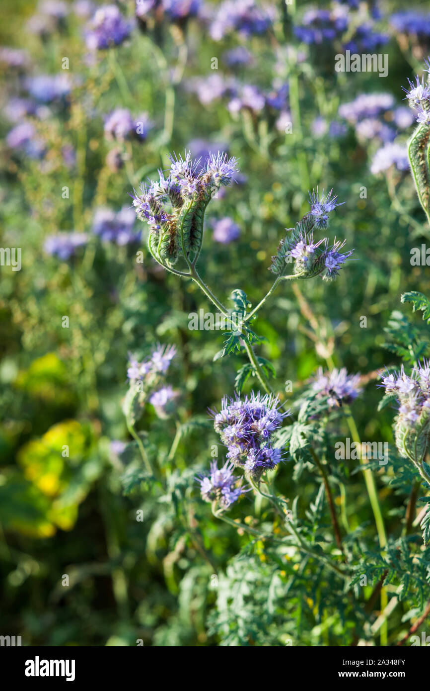 Honey plants hires stock photography and images Alamy