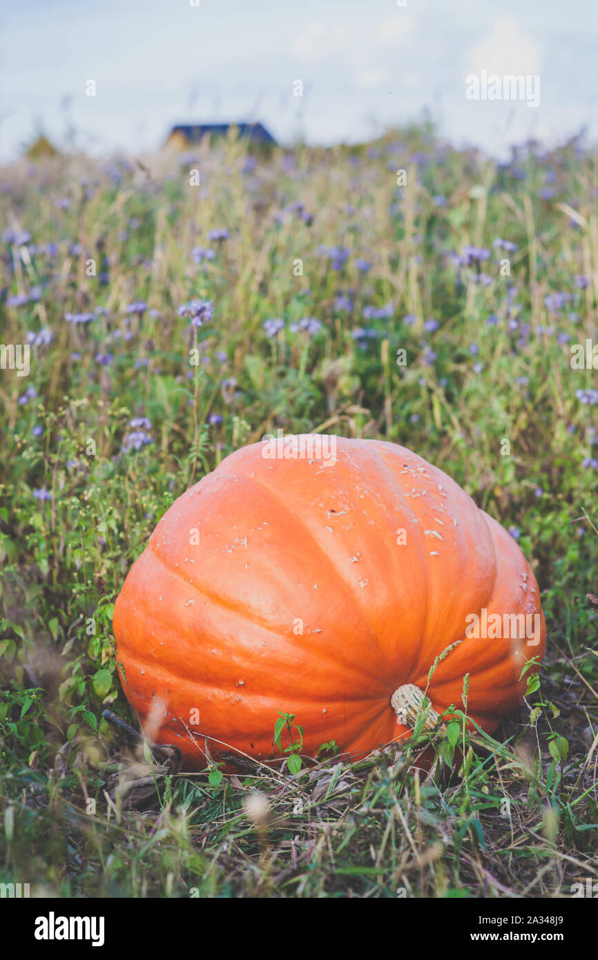 large ripe pumpkin in the phacelia field - autumn time Stock Photo