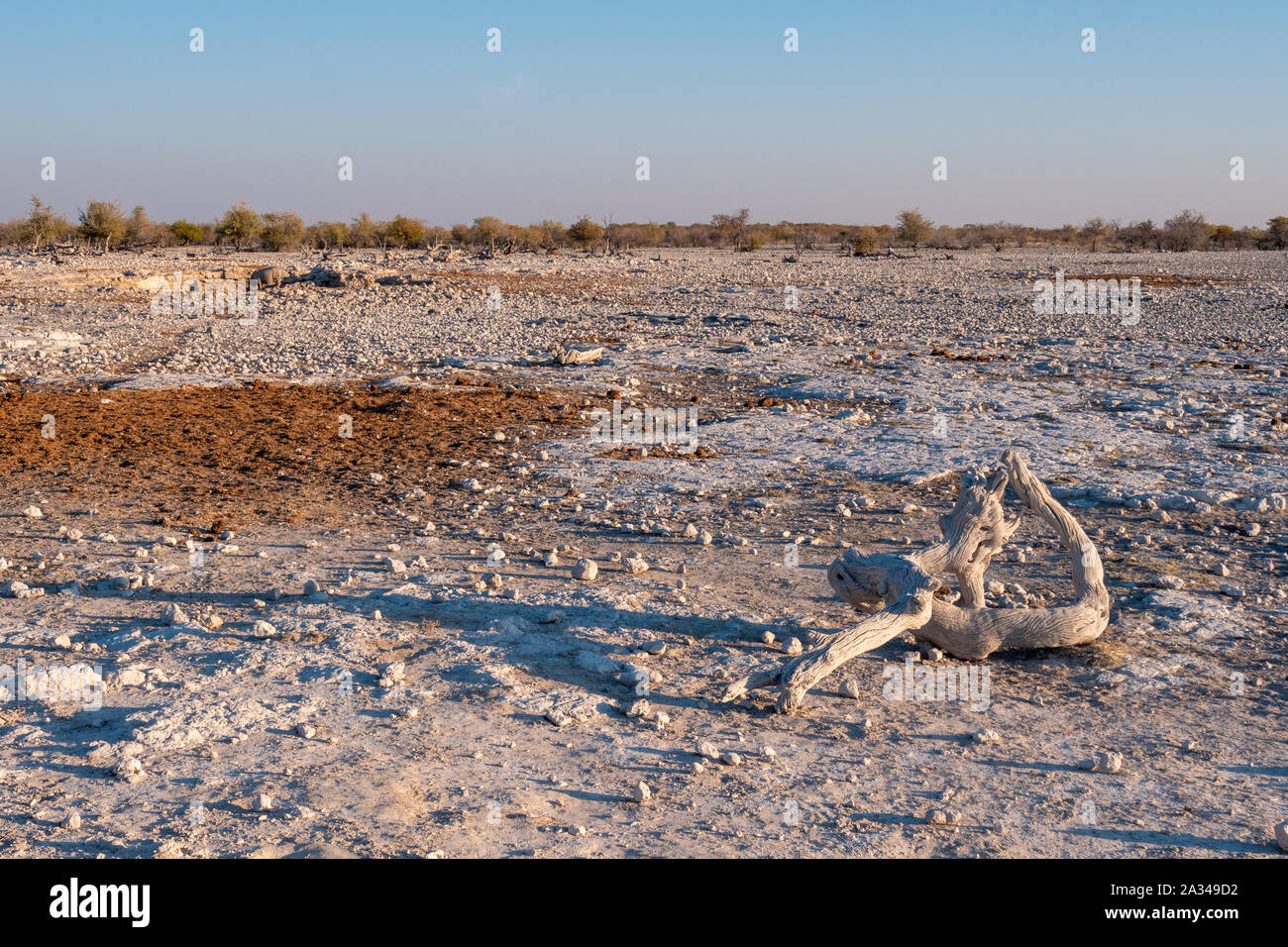 Rocky African Landscape with Bleached, White, Dried Wood in Etosha National Park, Namibia, Africa Stock Photo