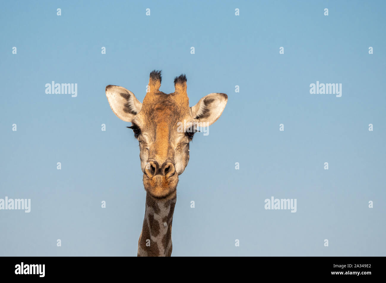 Giraffe Head Close-Up against Blue Sky in Etosha National Park, Namibia, Africa Stock Photo