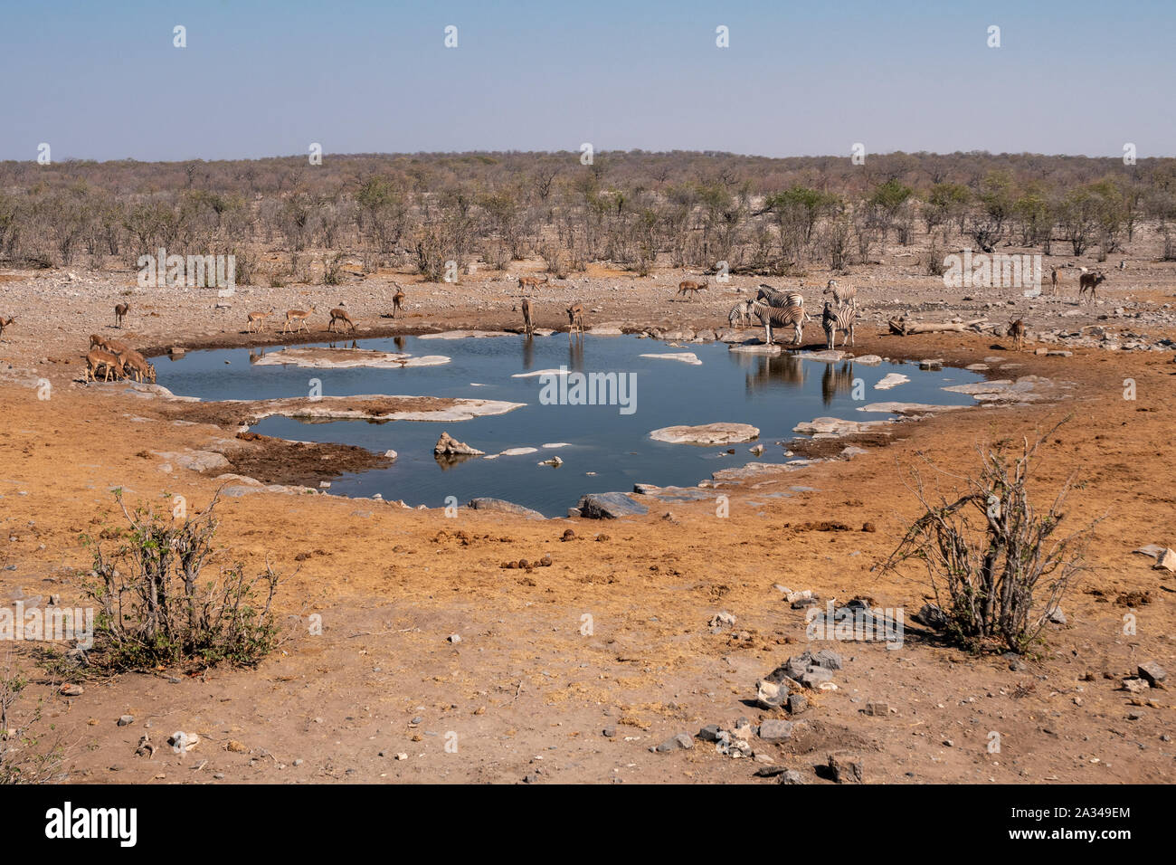 Halali Waterhole with Impalas, Kudus and Zebra Drinking, Dry Savanna Landscape Etosha National Park, Namibia Stock Photo