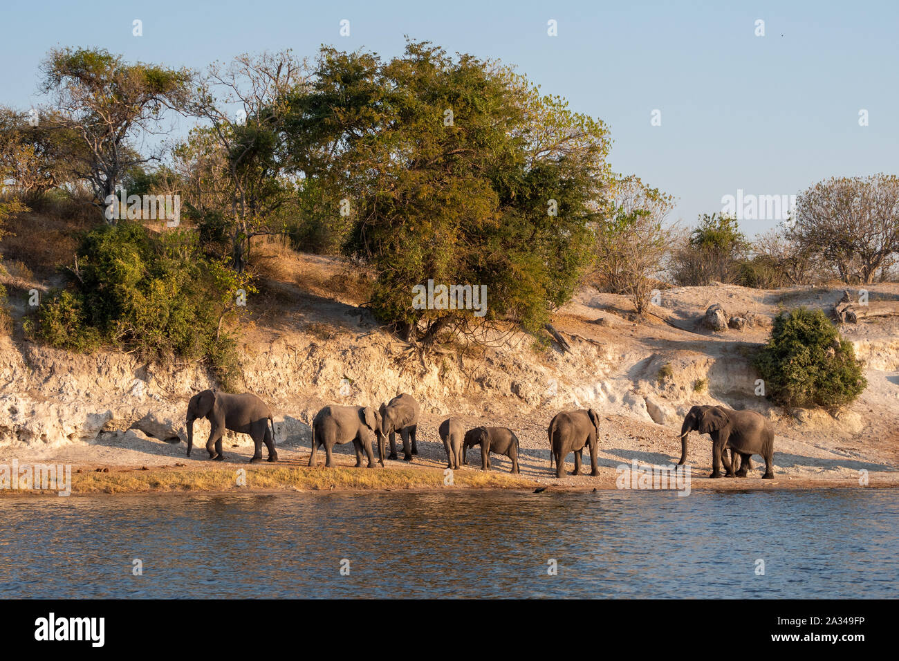 Elephant Breeding Herd at the Bank of Chobe River in the Evening, Chobe National Park, Botswana Stock Photo