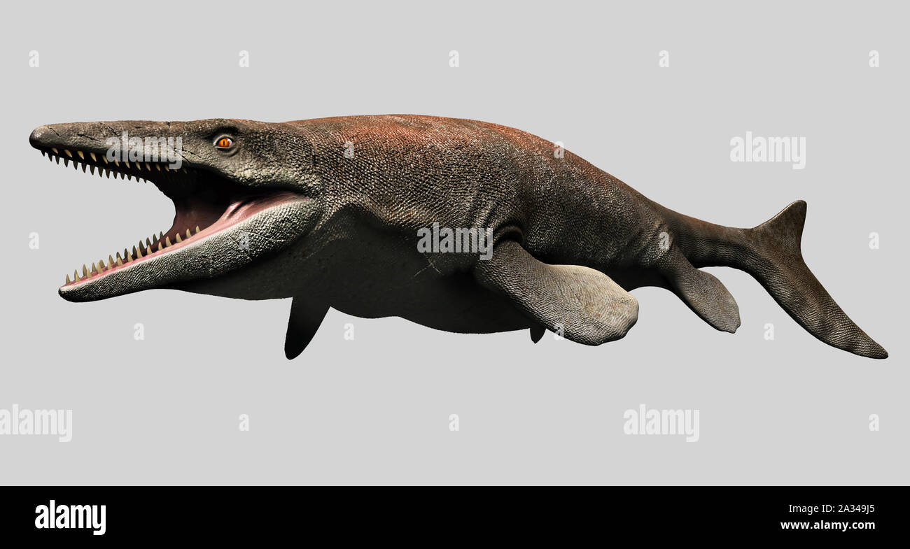 Mosasaurus isolated on a white background Stock Photo
