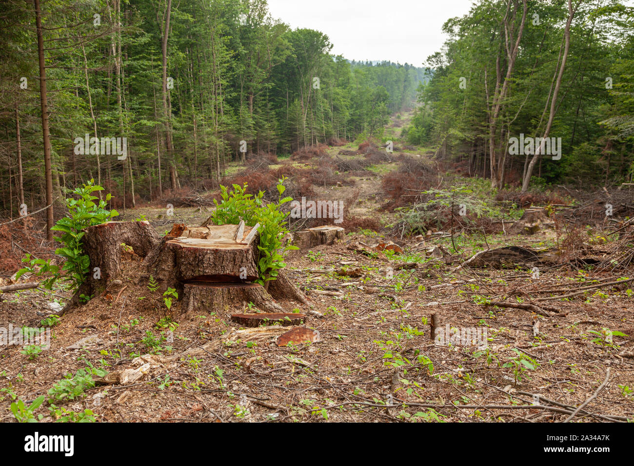 Cutting down trees, harvesting firewood. Illegal destruction of the