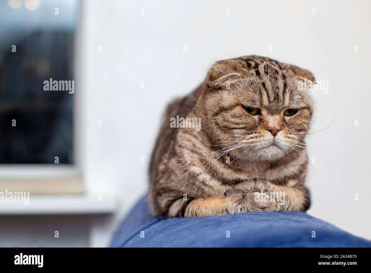 Cute cat Scottish Fold is lying on a blue sofa, gently folding his paws