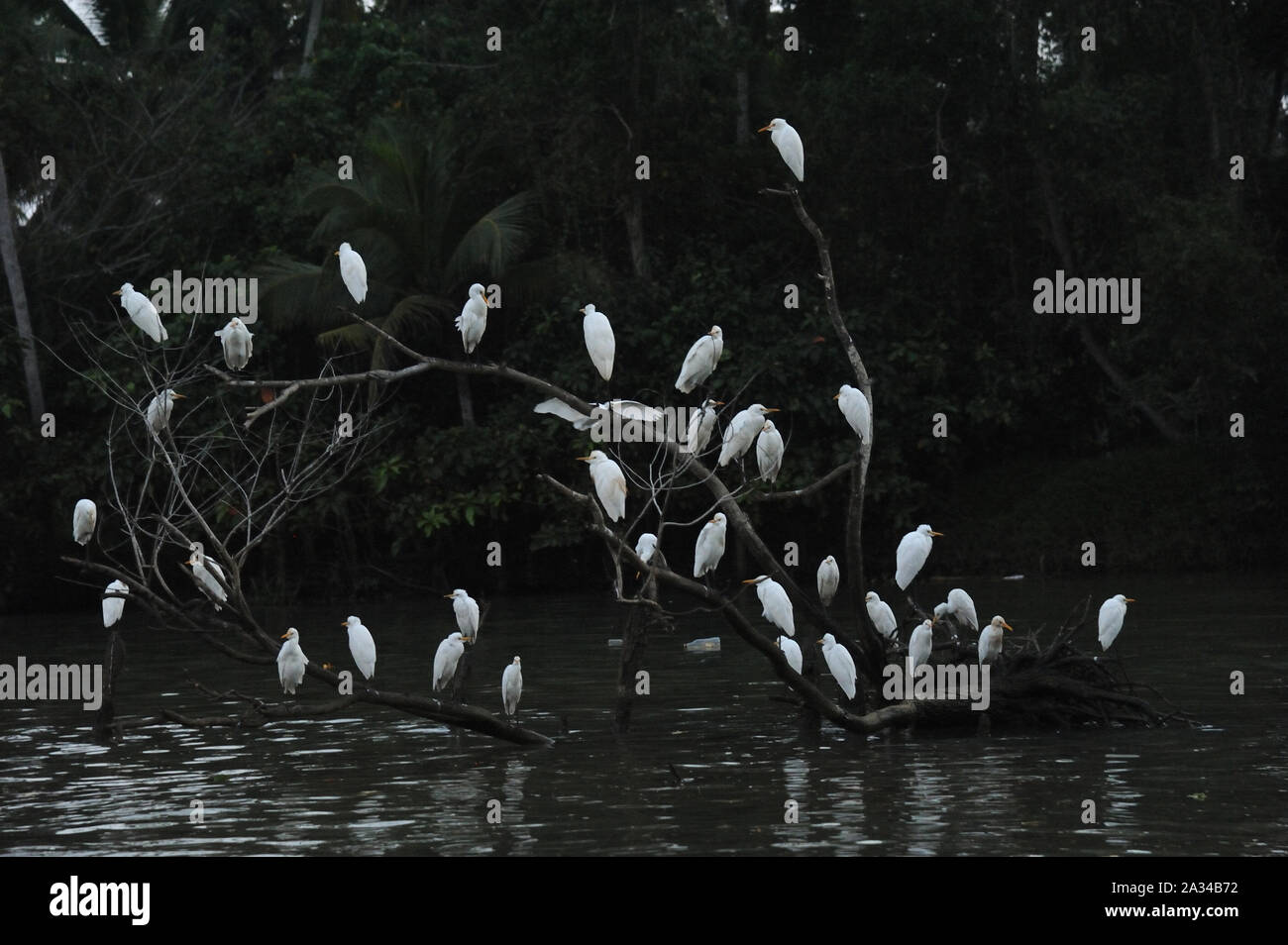 Alleppey, kerala, india - Southeast Asia - Birds Flock of Great Cattle Egret Sitting on Tree The cattle egret is a cosmopolitan species of heron. Stock Photo