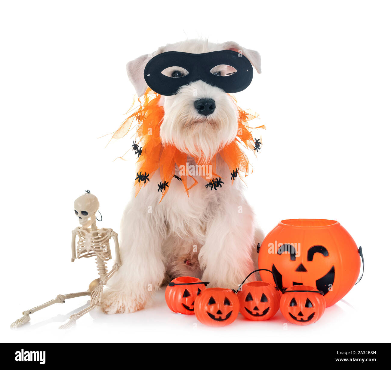 white miniature schnauzer in front of white background Stock Photo - Alamy