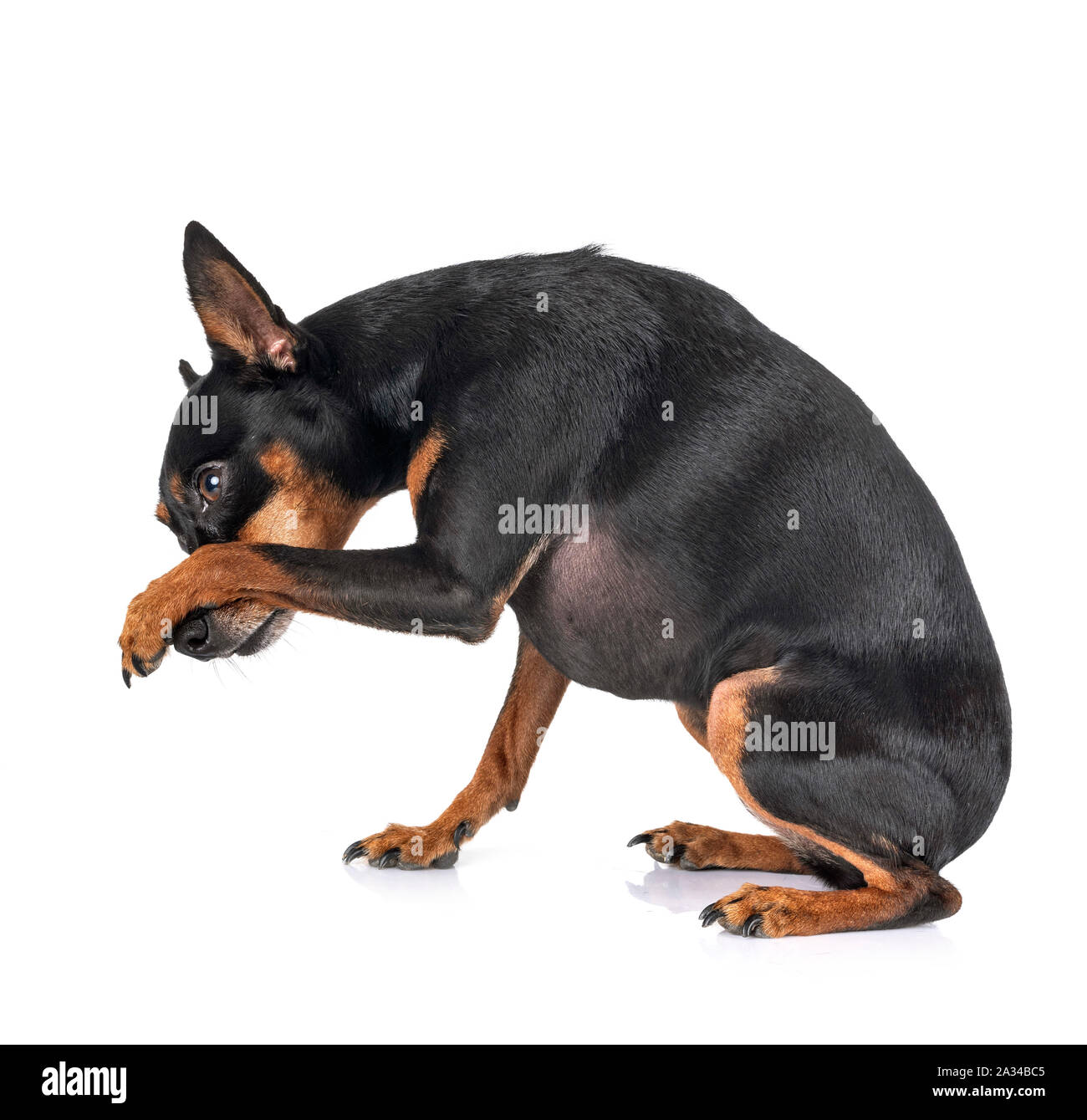 miniature pinscher in front of white background Stock Photo - Alamy