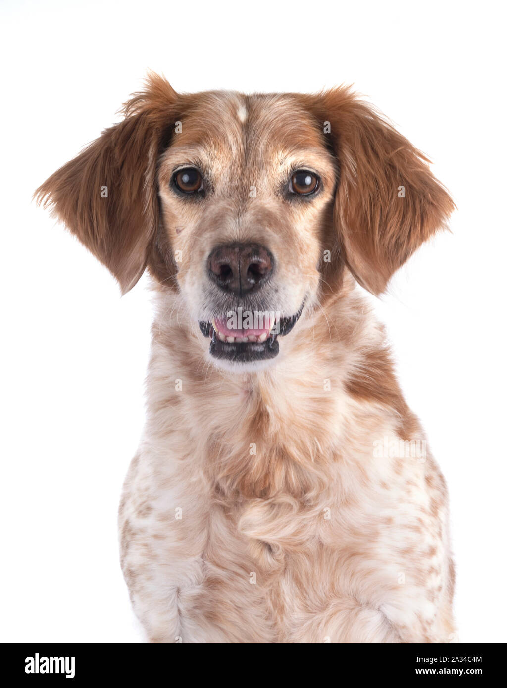 brittany dog in front of white background Stock Photo - Alamy