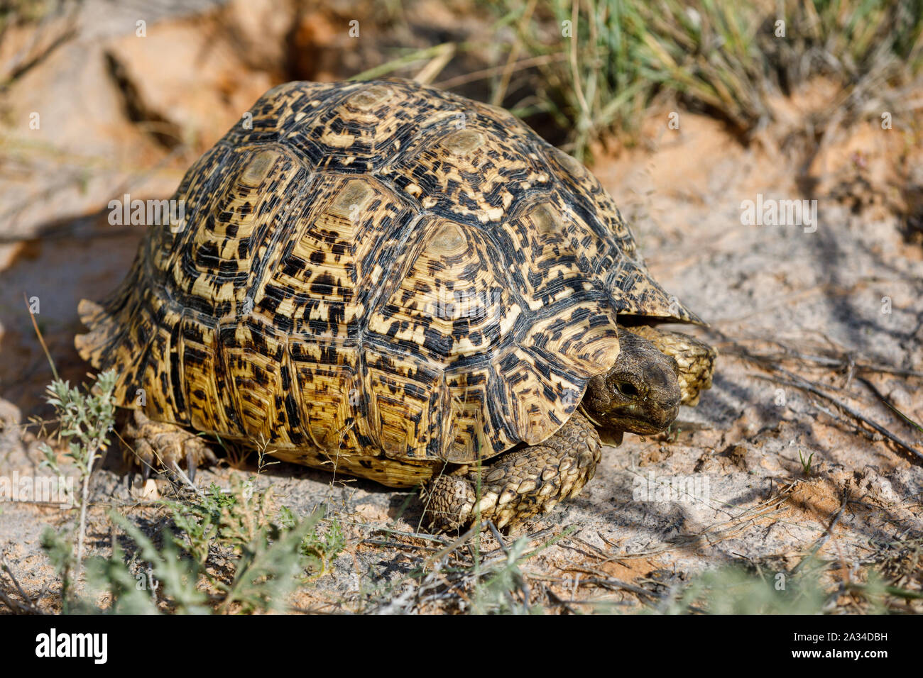 turtle leopard tortoise in nature habitat, north part of South Africa ...