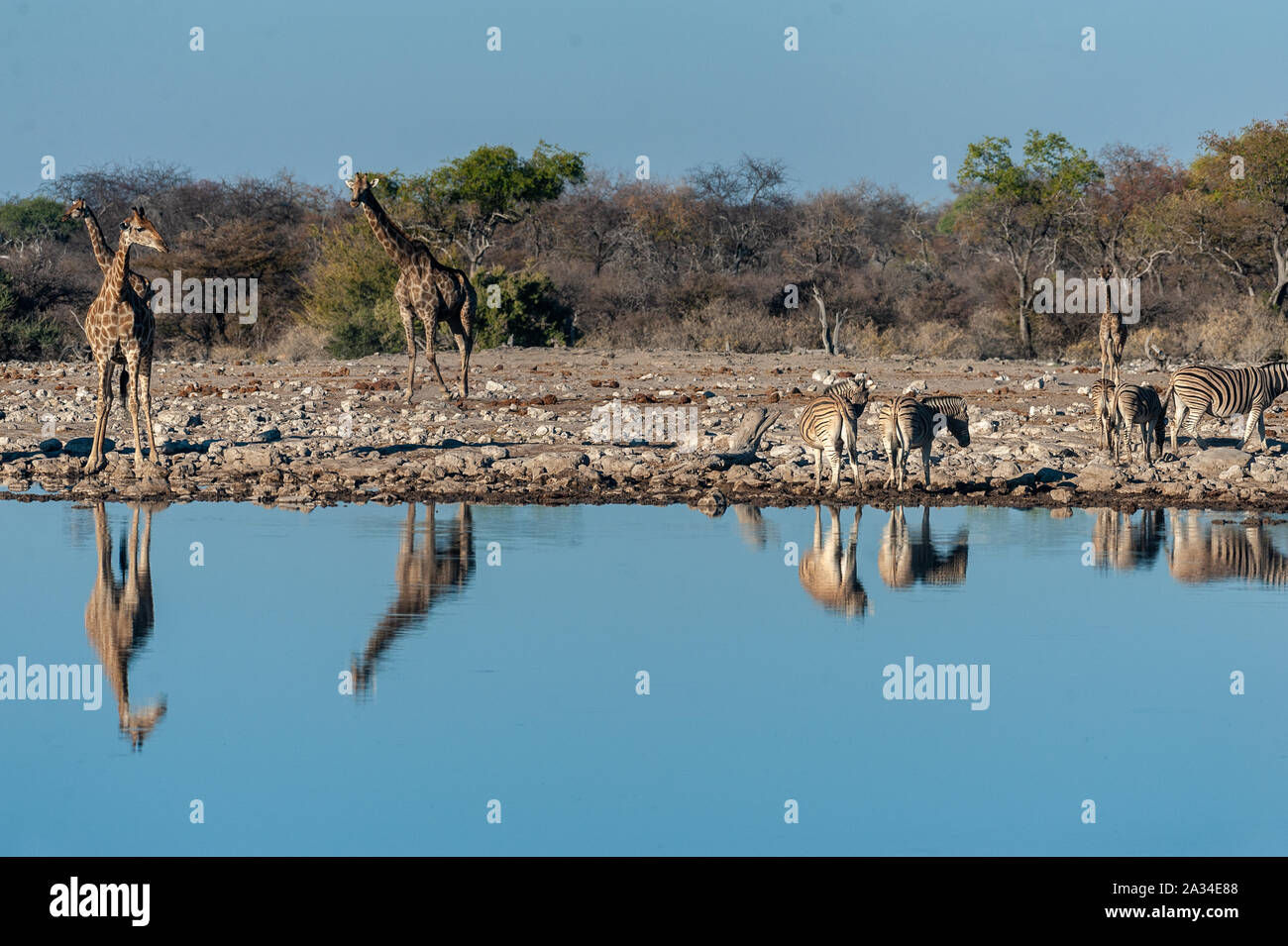 A group of Angolan Giraffe - Giraffa giraffa angolensis- and Burchells zebra -Equus quagga- burchellii- drinking from a waterhole, while being reflected in the surface of the water. Etosha National Park, Namibia. Stock Photo