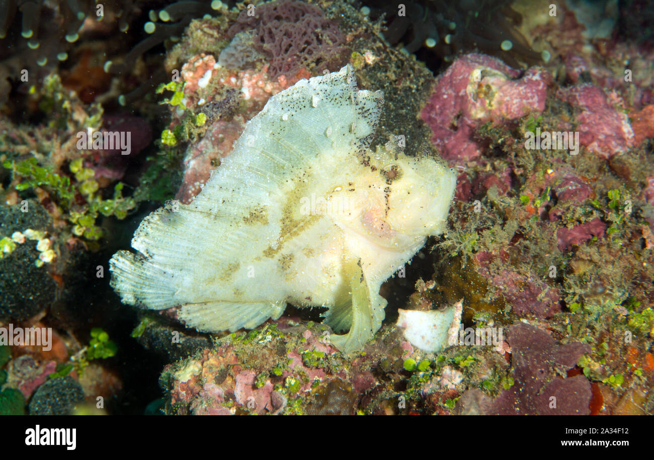 Leaf scorpionfish, Taenianotus triacanthus, Sulawesi Indonesia. Stock Photo