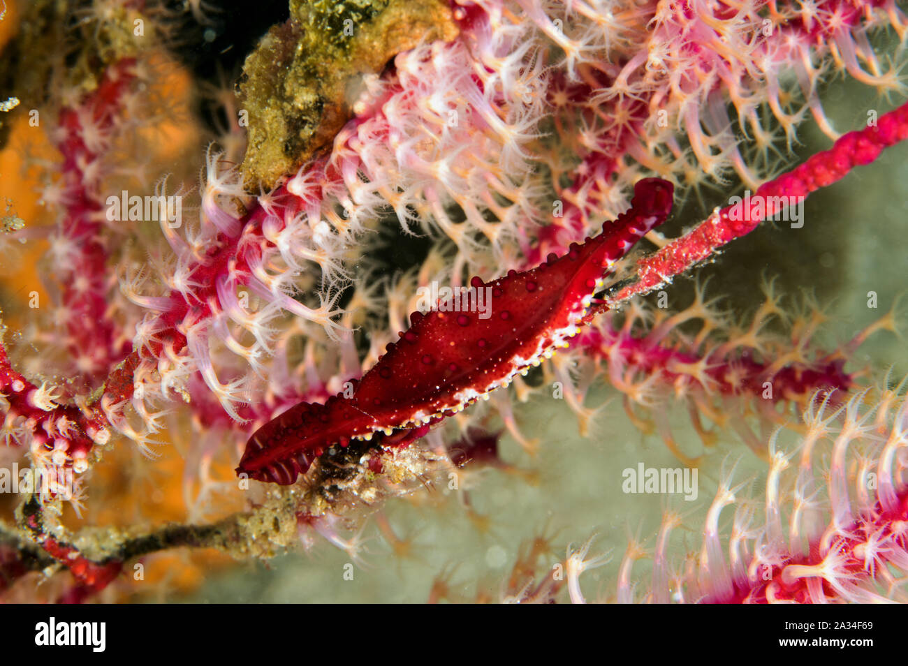 Rosy spindle cowrie, Phenacovolva rosea, clinging on a seafan, Sulawesi Indonesia. Stock Photo
