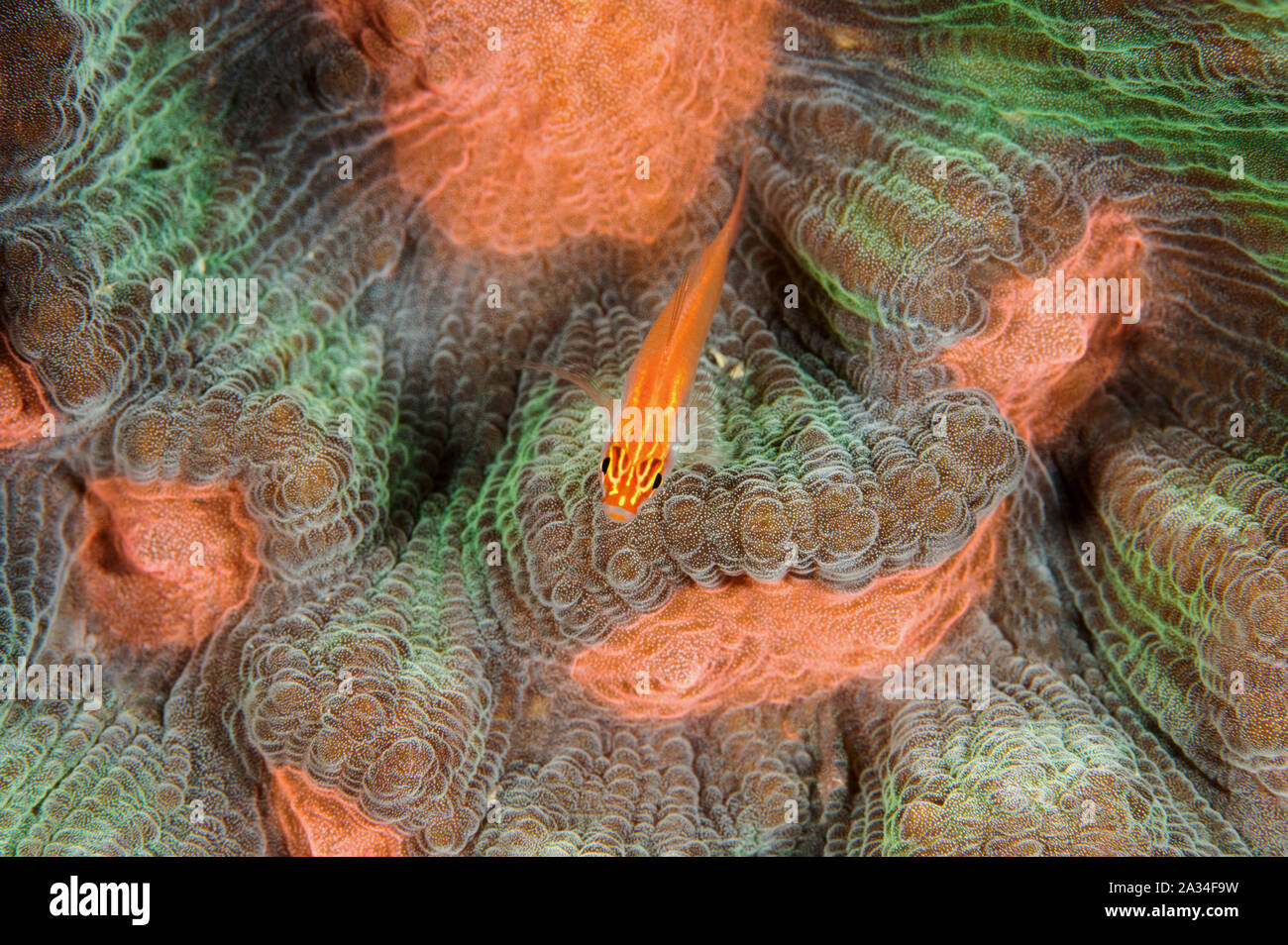 Neon dwarfgoby, Eviota atriventris, on a hard coral, Mycedium elephantotus, Sulawesi Indonesia. Stock Photo