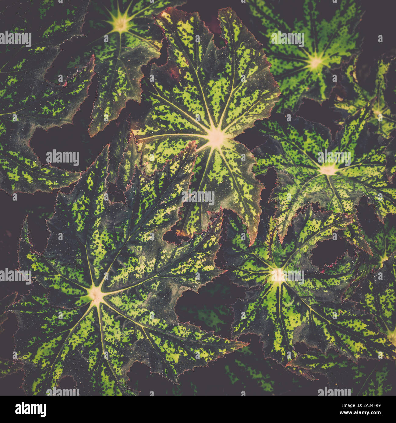 Tropical plant background hi-res stock photography and images - Alamy