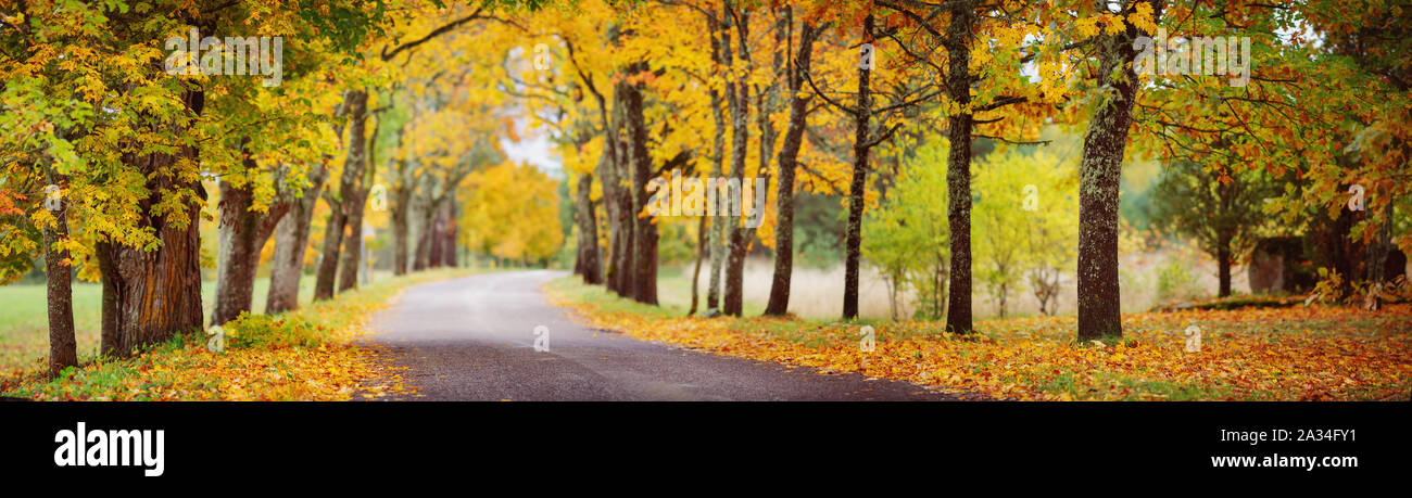 asphalt road with beautiful trees in autumn Stock Photo - Alamy
