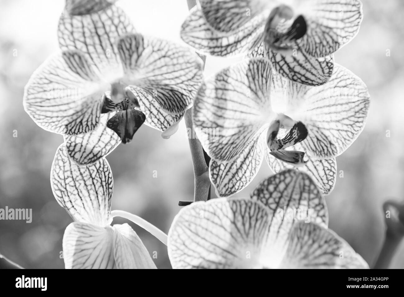 Orchids blossom close up. Orchid flower pink and yellow bloom