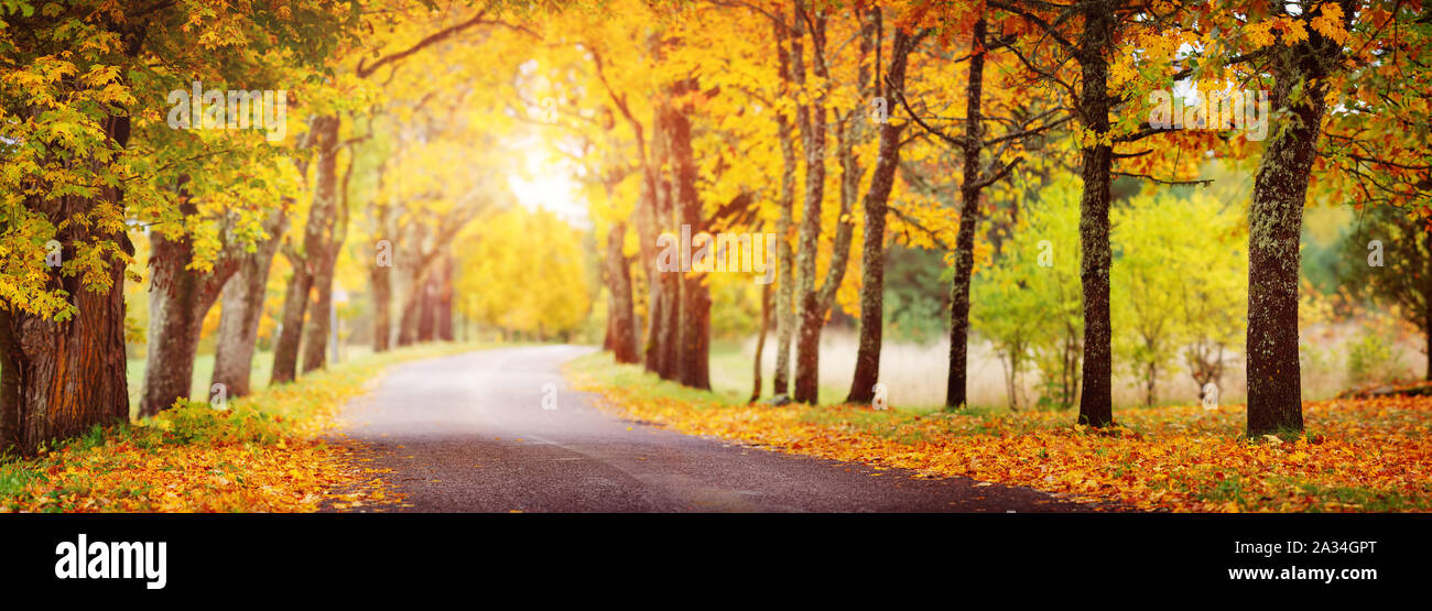 asphalt road with beautiful trees in autumn Stock Photo - Alamy