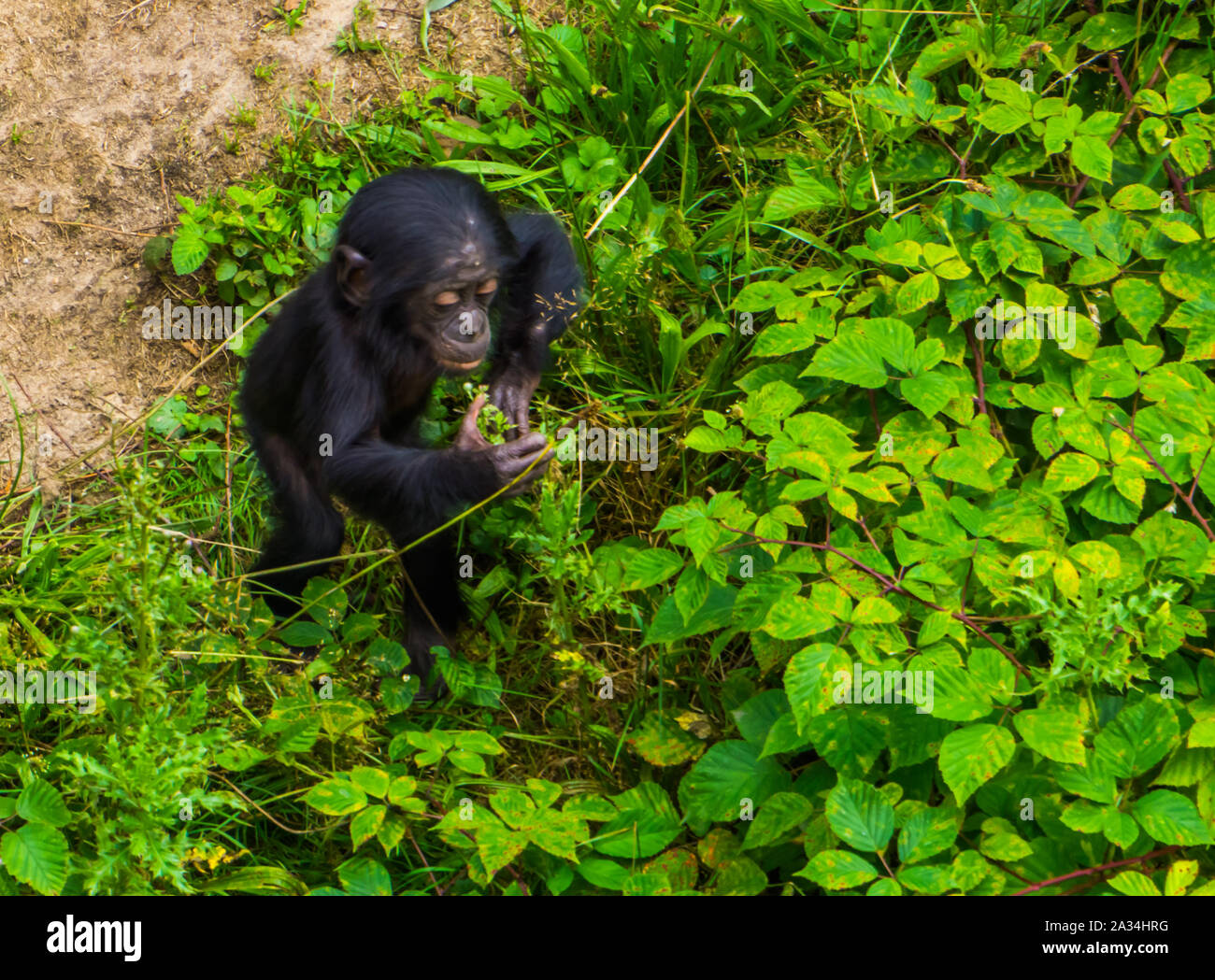 pygmy chimpanzee