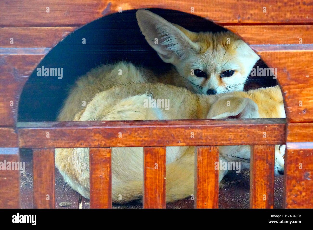 Two small desert fennec foxes with large ears lie in a house in the zoo