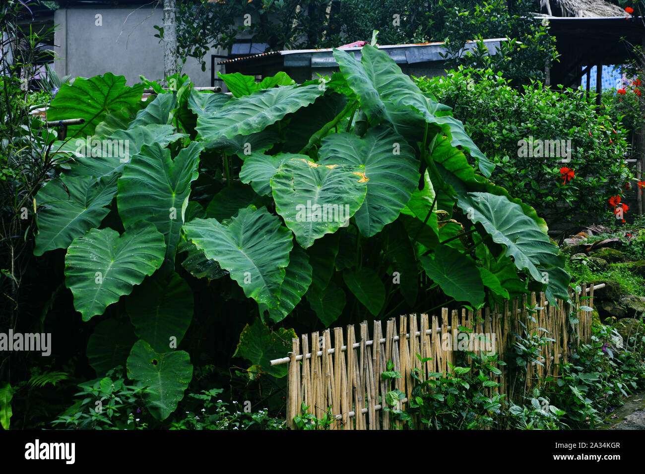 Big green leaves of Taro plant also known as colocasia esculenta, China Rose(Hibiscus Rosasinensis)also known as Chinese hibiscus and shoeblack plant Stock Photo