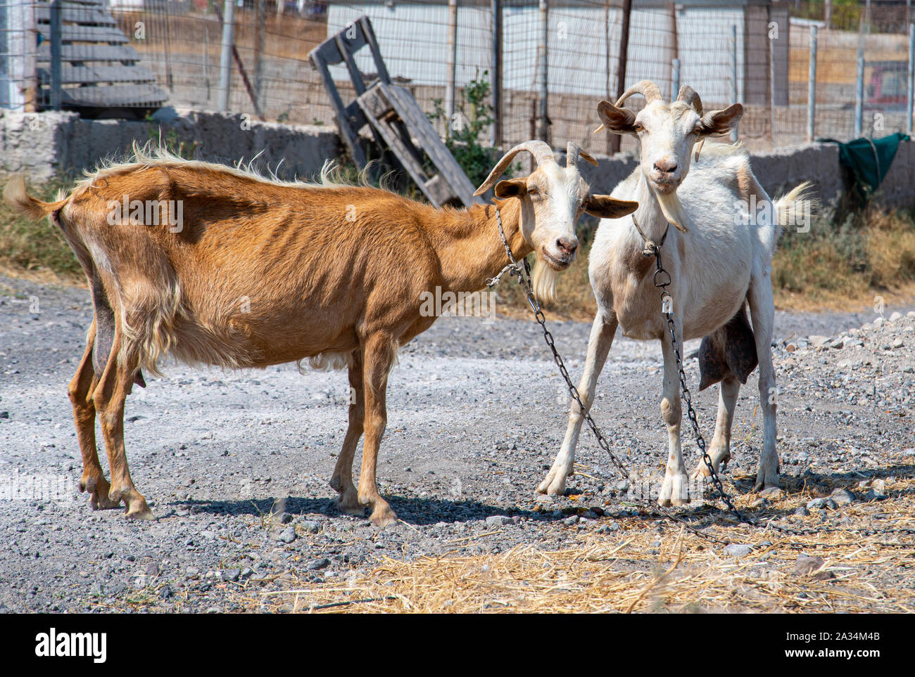 Tethered goat hires stock photography and images Alamy