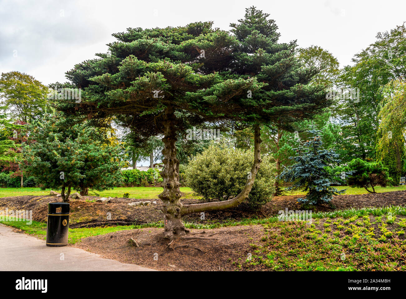 Scenic shaped tree standing hi-res stock photography and images - Alamy