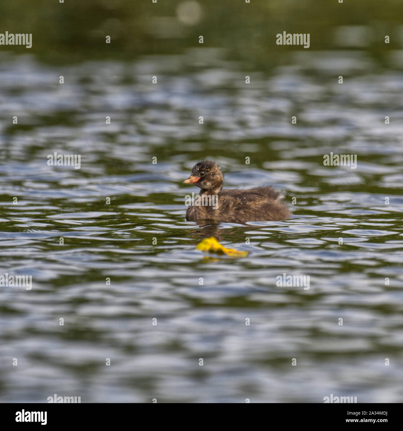 Little Grebe Stock Photo