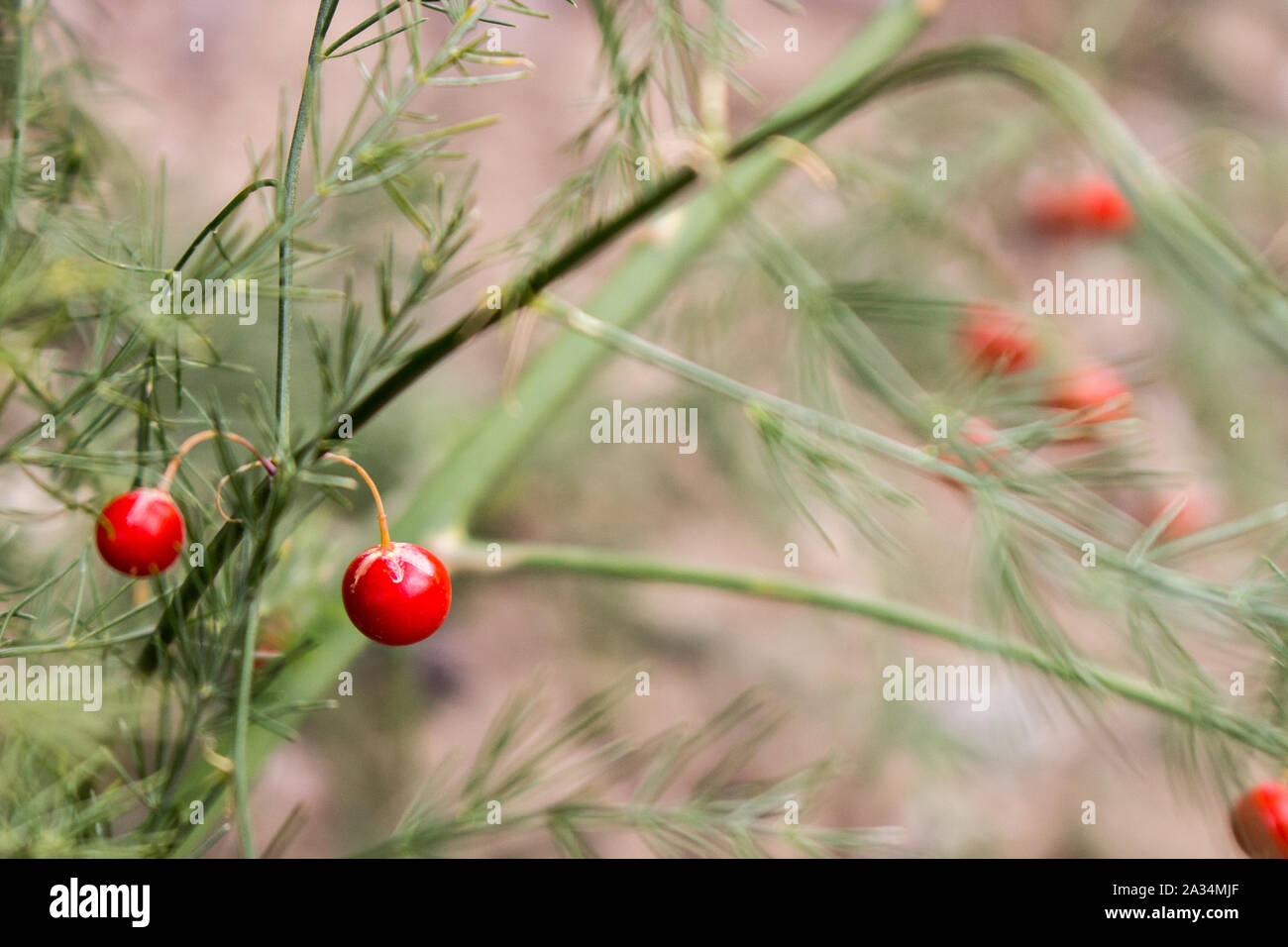 The small red asparagus berries Stock Photo Alamy