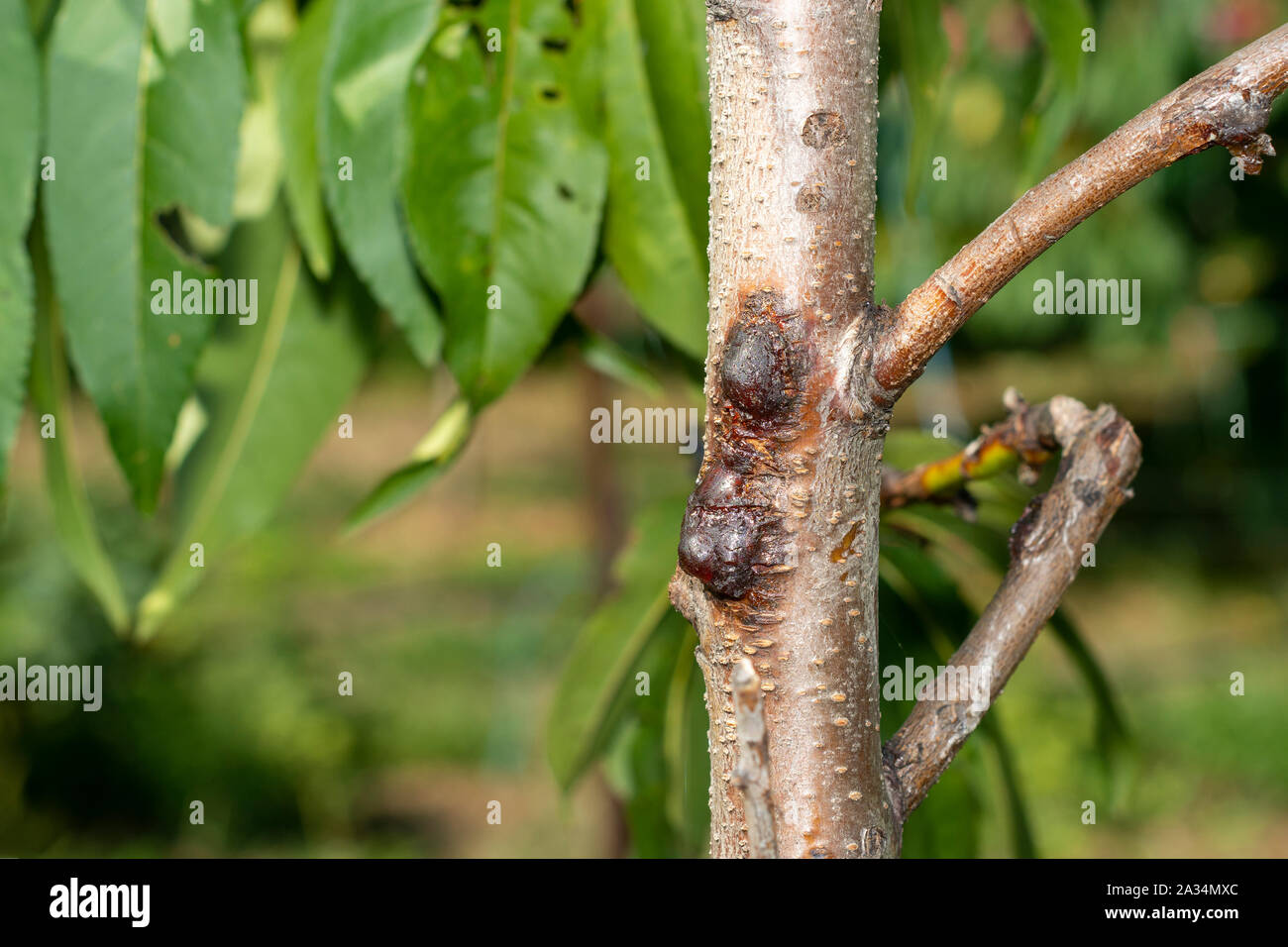 diseased affected branches peach and nectarine closeup macro