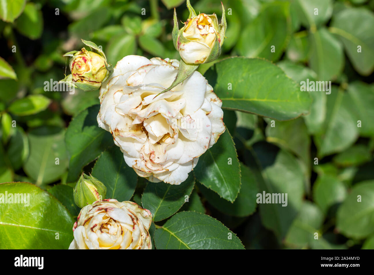 diseased leaves, petals and rose flowers stained with spots. Closeup