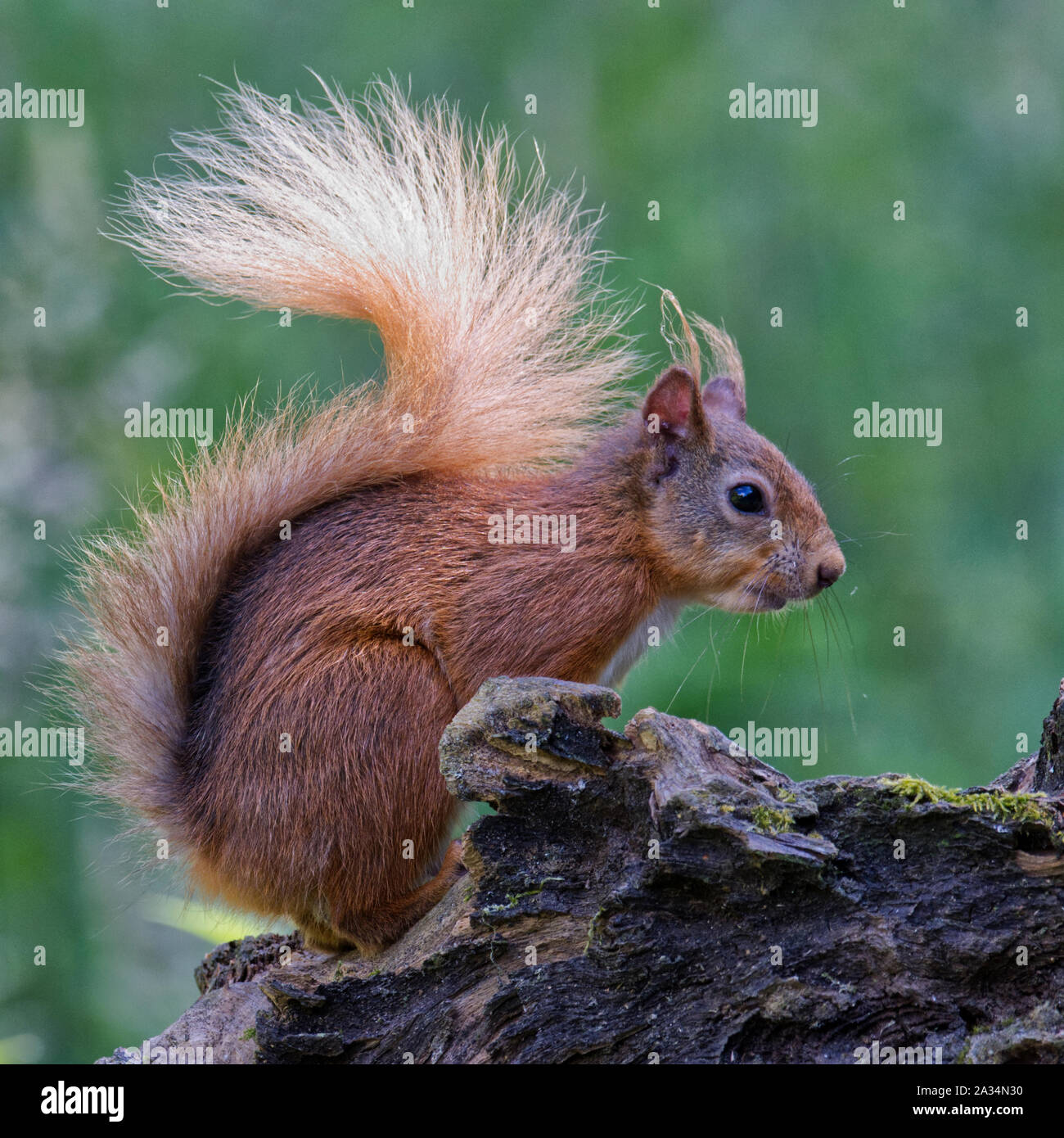 Side pov of red squirrel hi-res stock photography and images - Alamy