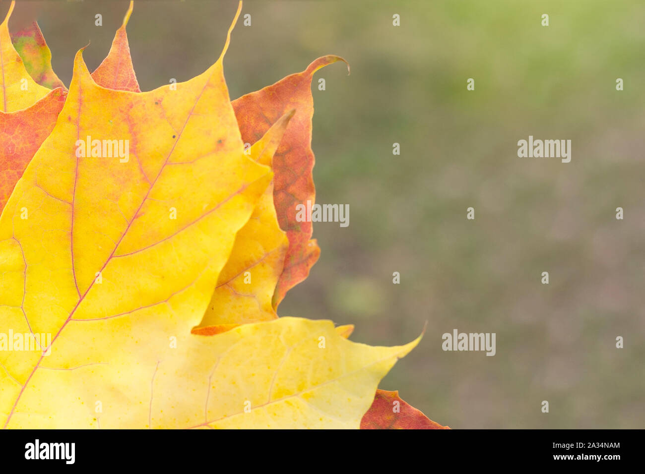 Multi-colored maple leaves close-up. Blurred background, copy space. Stock Photo