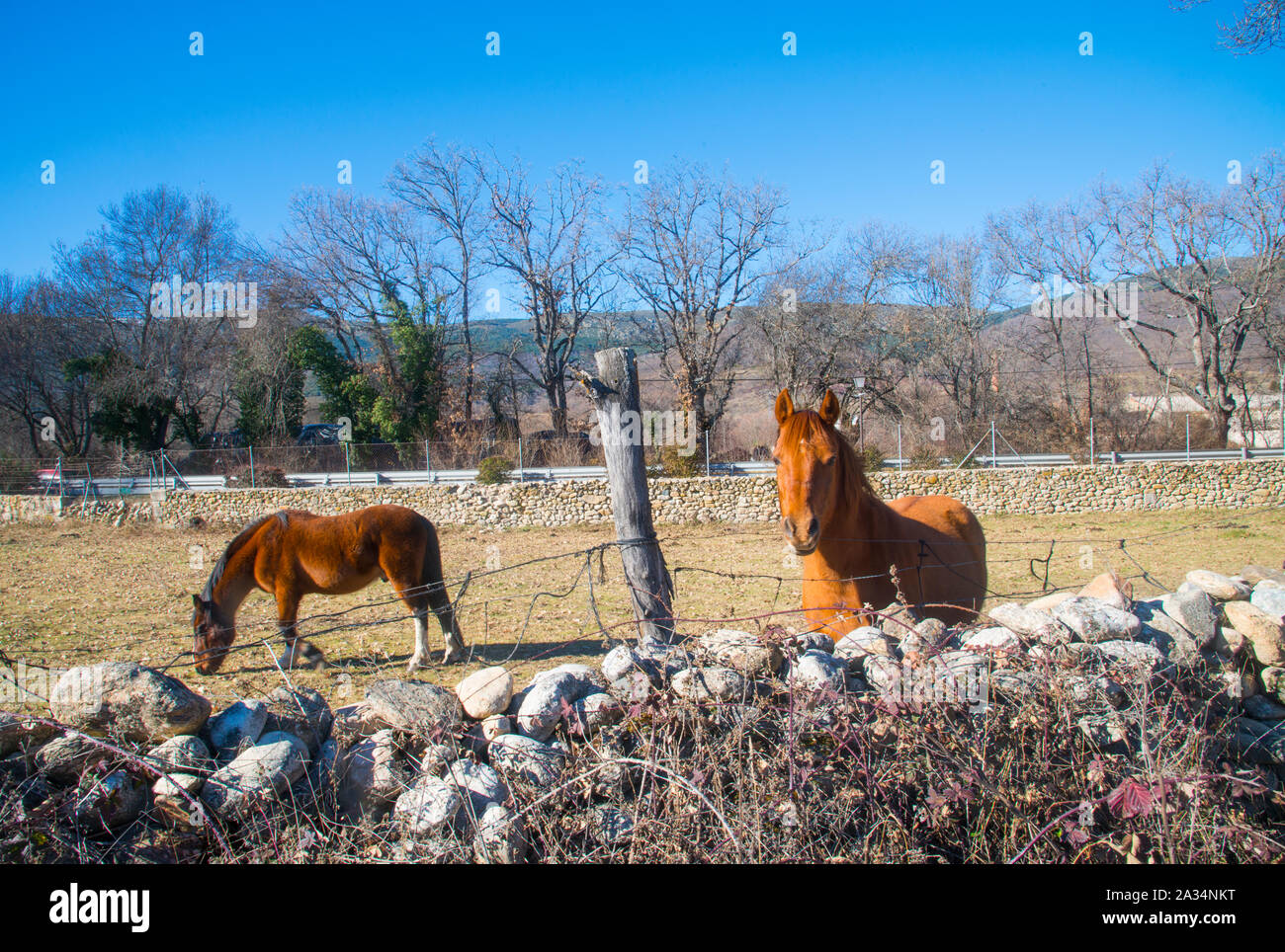 Two horses in a meadow. Rascafria, Madrid province, Spain. Stock Photo