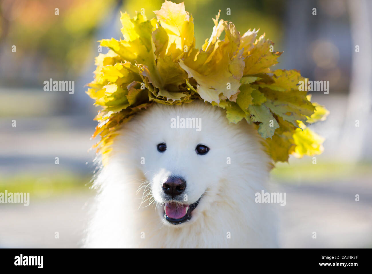 A wreath of autumn leaves on the head of a large white sabaki husky. Stock Photo