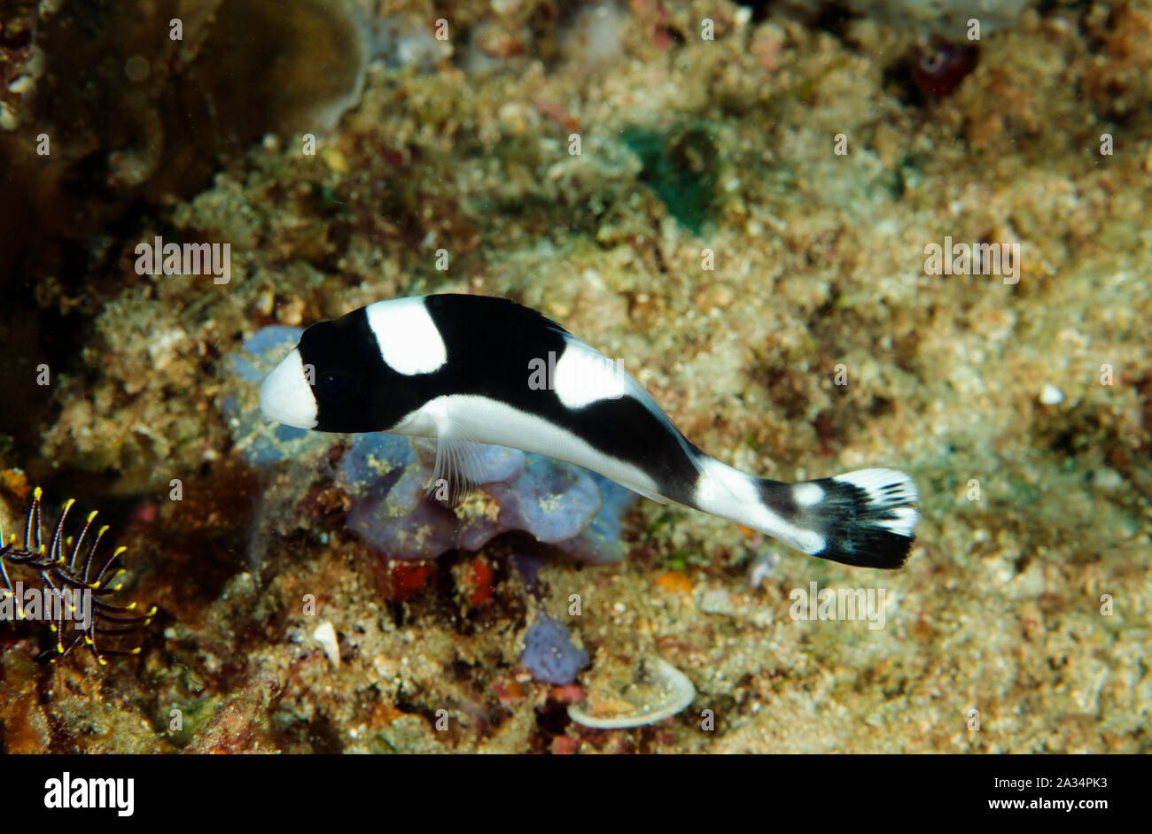 Juvenile dotted sweetlips, Plectorhinchus picus, Sulawesi Indonesia. Stock Photo
