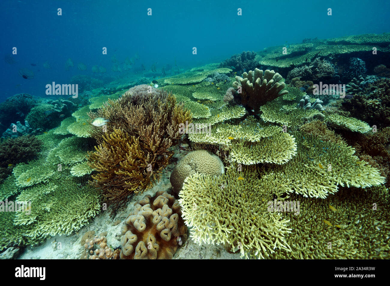 Pristine field of Acropora corals and batfishes, Platax teira, Bangka Island Sulawesi Indonesia. Stock Photo